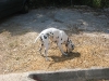 croatia_2005_0051
